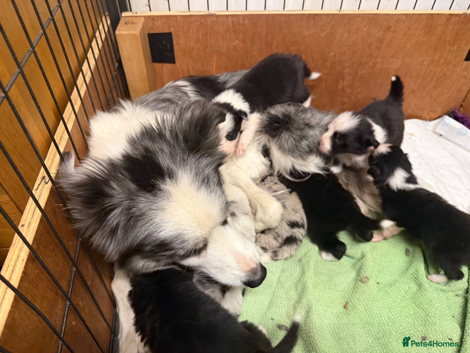 Border Collie dogs Lovely Blue Merle and Black white Border Collie  - Advert 2