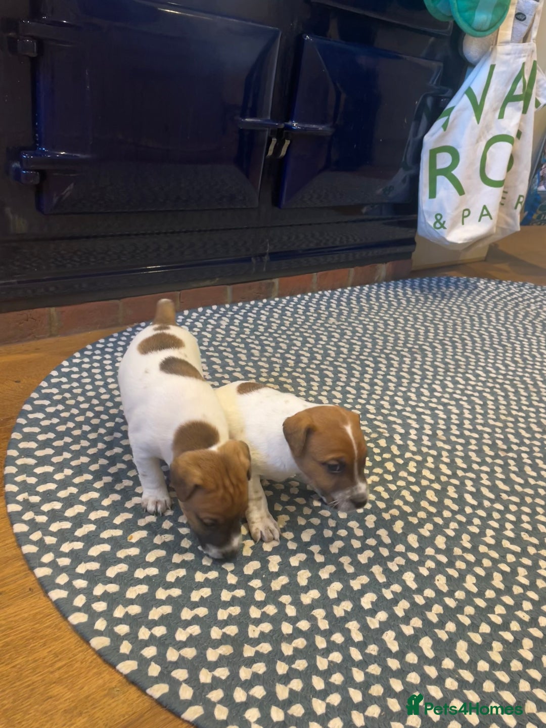 Jack Russell dogs for sale: Jack Russell puppies for sale - Advert 5