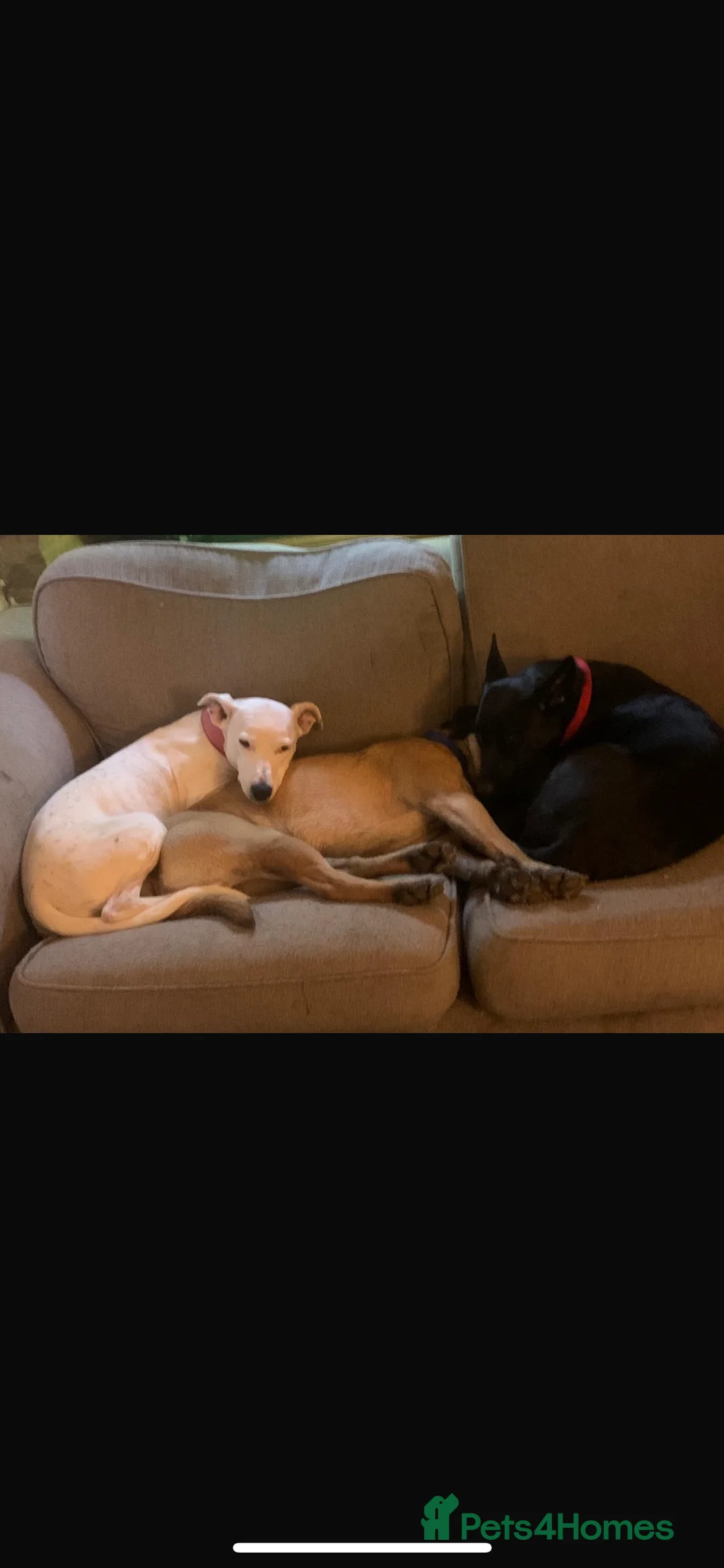 Belgian Shepherd Dog dogs for sale: MALI PUPPIES  - Advert 12