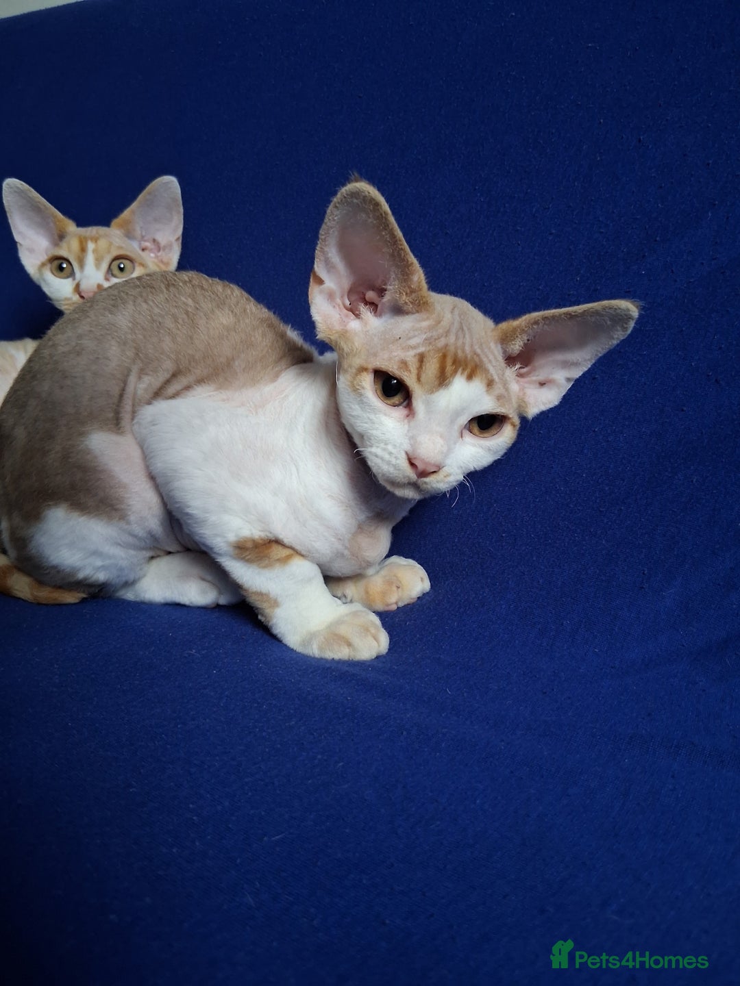 Devon Rex cats for sale: Adorable Devon Rex kittens for sale! - Image 5