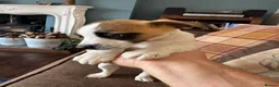 Jack Russell dogs for sale: Lively Jack Russell puppies - Advert 8