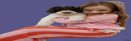 Labradoodle dogs for stud: Hypoallergenic Health Checked Labradoodle PROVEN  - Advert 28
