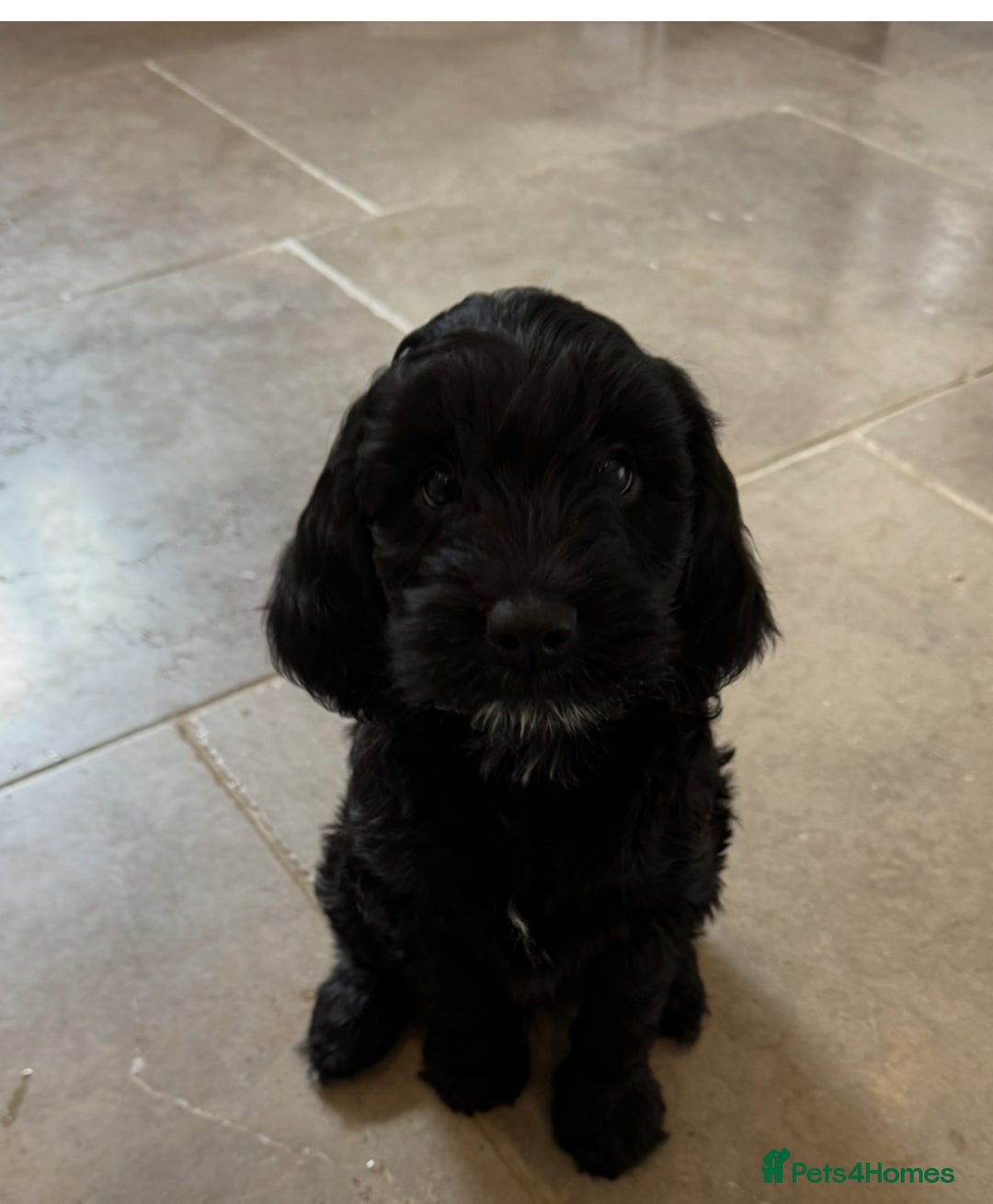 Mixed Breed dogs for sale: Sprockerpoo puppies for sale - Advert 35