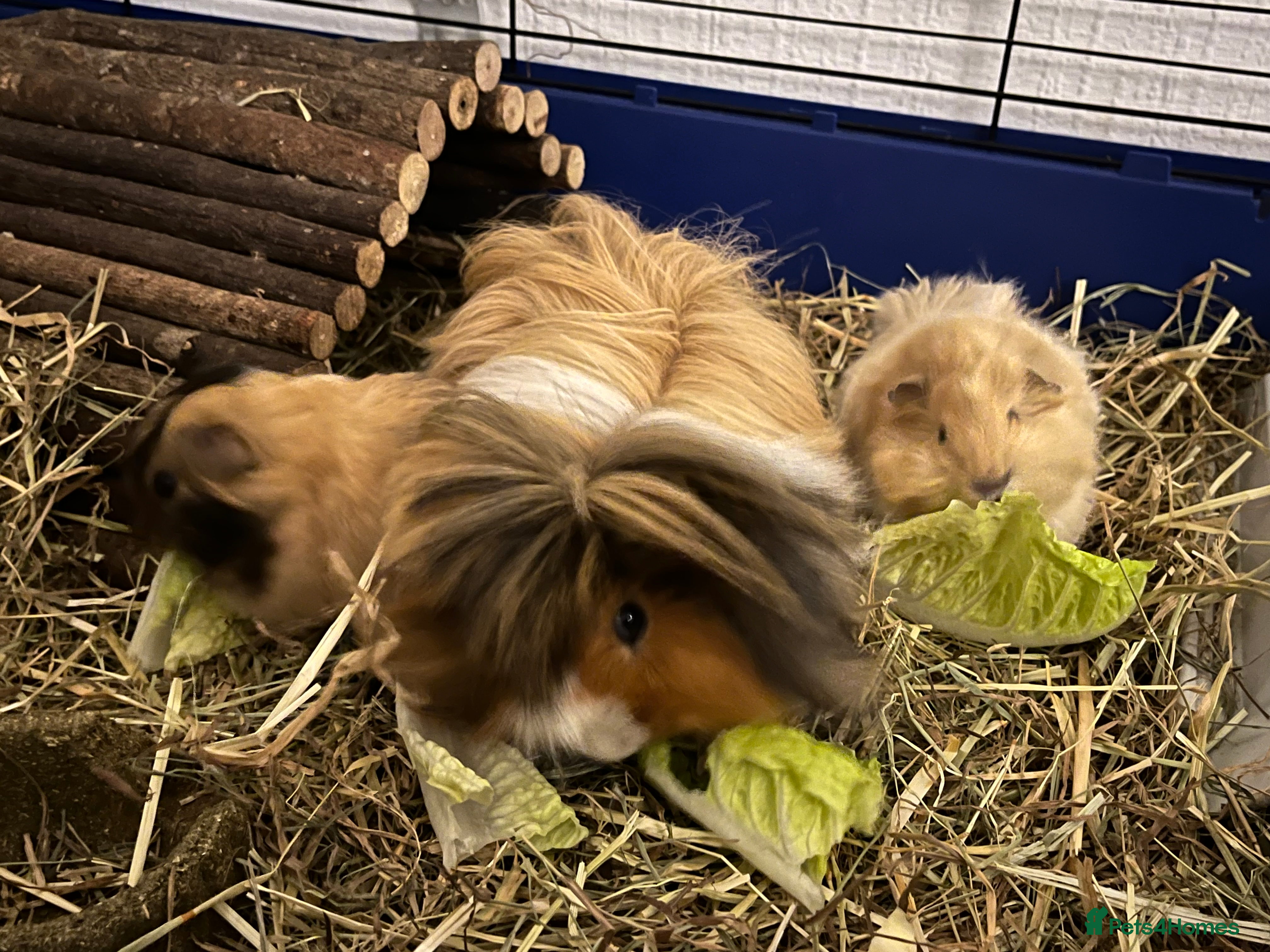 Guinea Pig rodents Long Haired Peruvian Guinea Pigs! - Advert 5