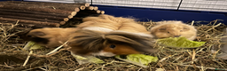 Guinea Pig rodents for sale: Long Haired Peruvian Guinea Pigs! - Advert 1