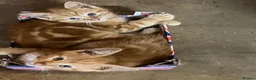 Mixed Breed cats for sale: Stunning fluffy kittens looking for forever homes - Advert 11