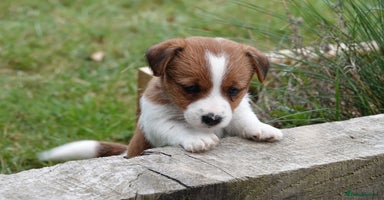Jack Russell dogs - Advert 3