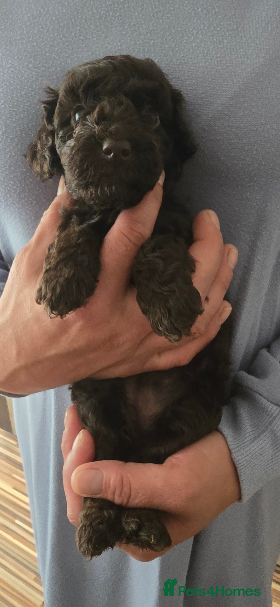 Standard Poodle dogs for sale: 7 Standard poodles for sale including 2 merle - Image 4