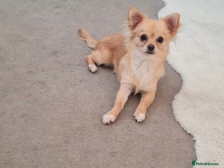 Chihuahua dogs Mini ** chihuahua puppies - Advert 1