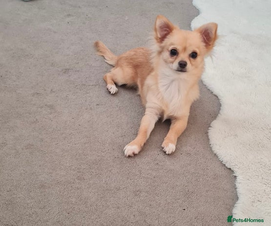 Chihuahua dogs - Advert 7