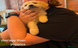Golden Retriever dogs for sale: Adorable Golden Retriever Puppies  - Image 6