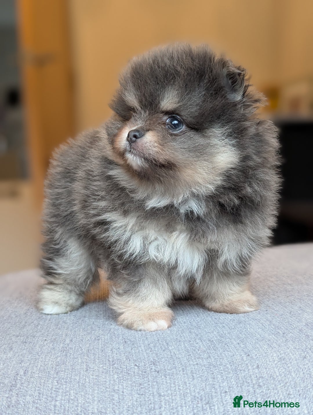 Pomeranian dogs for sale: Amazing quality teddy bear Pomeranian pups  - Advert 1