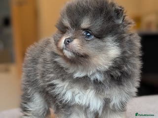 Pomeranian dogs Amazing quality teddy bear Pomeranian pups - Advert 2