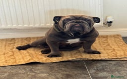 English Bulldog dogs for stud: HEALTH TESTED CLEAR & BOAS GRADED ZERO KC REG in Doncaster - Image 3