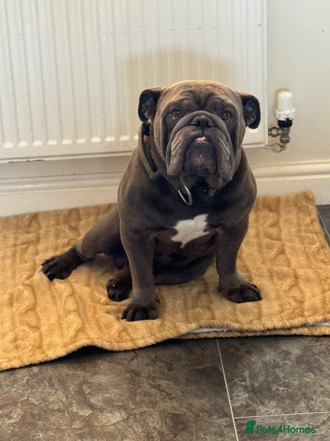 English Bulldog dogs for stud: HEALTH TESTED CLEAR & BOAS GRADED ZERO KC REG in Doncaster - Advert 3