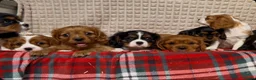 Cavalier King Charles Spaniel dogs for sale: STUNNING CAVALIER KING CHARLES PUPPIES  - Advert 24