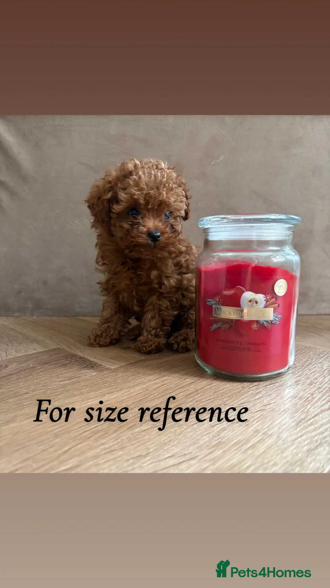 Cavapoo dogs for sale: Reduced & Ready! Tiny toy boy Cavapoos - Advert 2