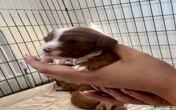 Cavapoo dogs for sale: Red Cavapoo Puppies 4 males 1 female Left - Image 3