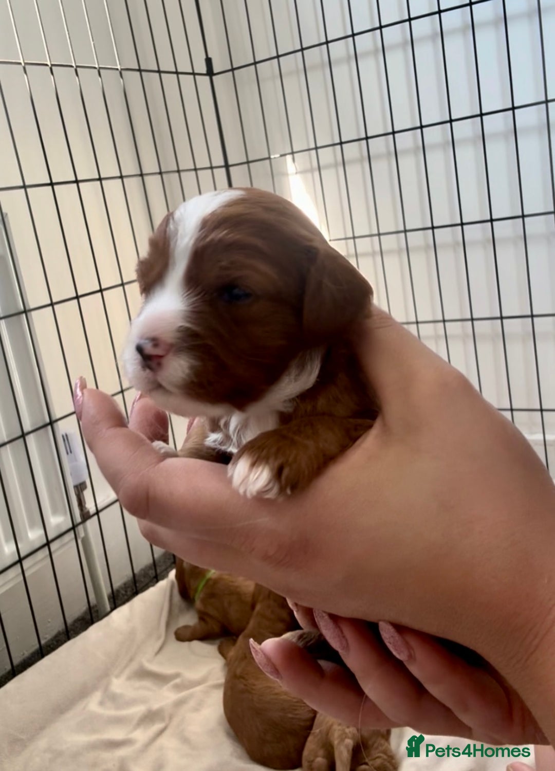 Cavapoo dogs for sale: Red Cavapoo Puppies 4 males 1 female Left - Image 3
