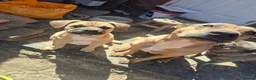 Mixed Breed dogs for sale: Beautiful meadow is for sale  - Advert 1