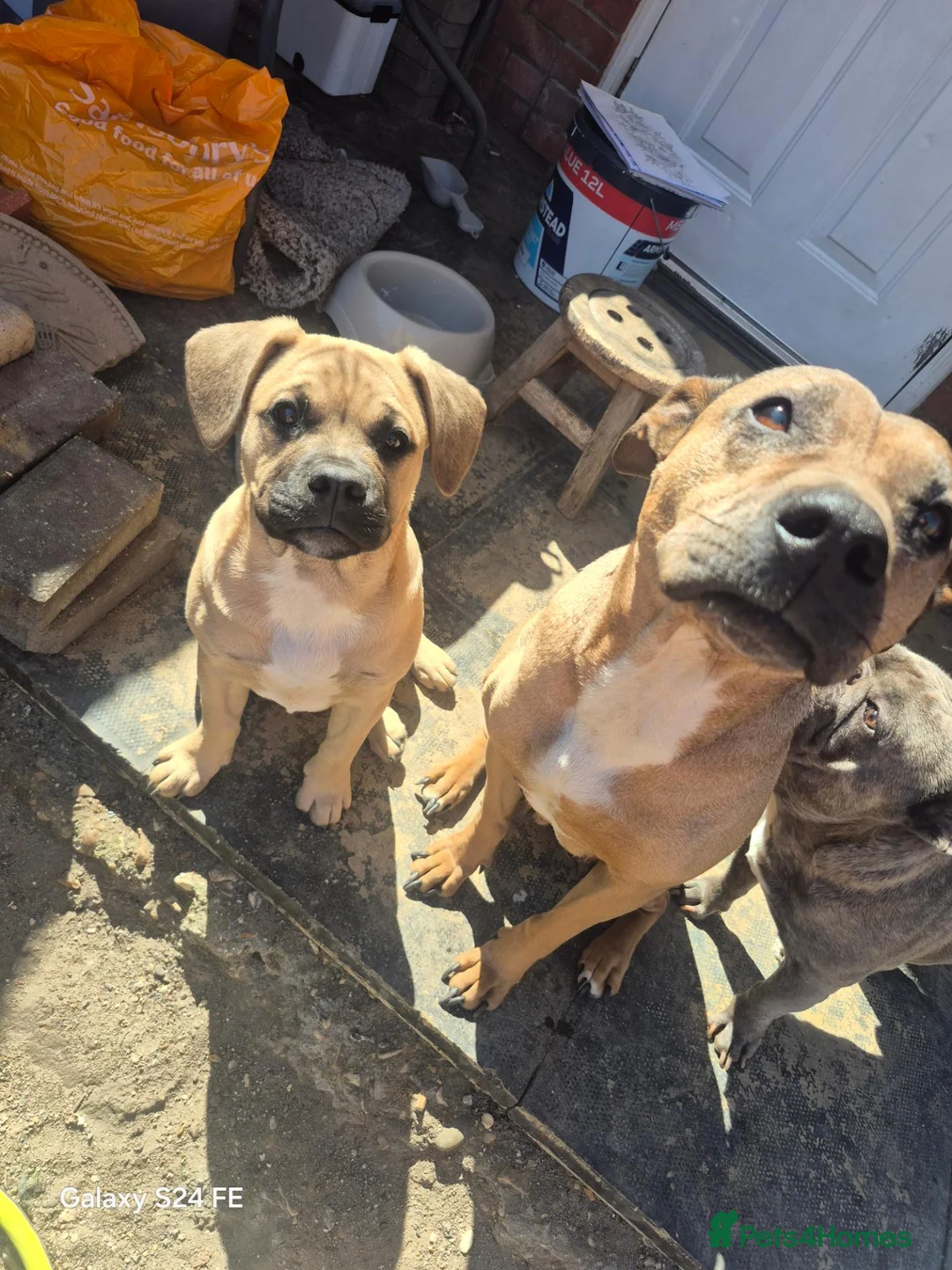 Mixed Breed dogs for sale: Beautiful meadow is for sale  - Advert 1
