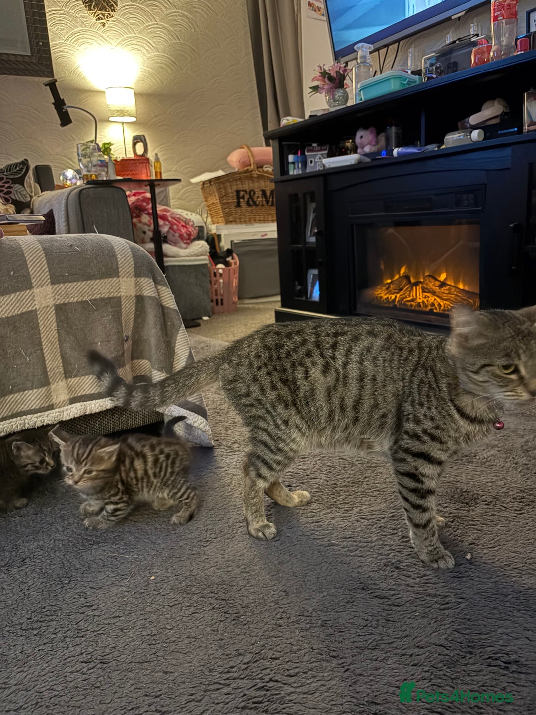 Bengal cats for sale: Bengal Cross and Blue Long haired boy - Image 10