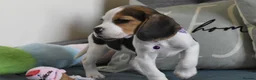 Beagle dogs for sale: Beautiful beagle puppies  - Advert 13