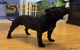 Staffordshire Bull Terrier dogs for sale: KC Registered Champions Bloodline Show Quality  - Image 16