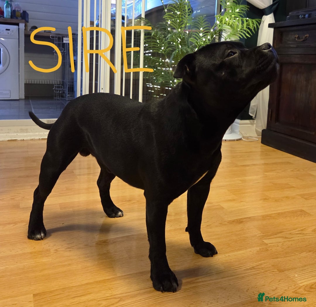 Staffordshire Bull Terrier dogs for sale: KC Registered Champions Bloodline Show Quality  - Image 16