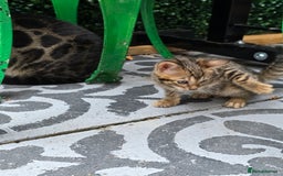Bengal cats for sale: ✨ Bengal Kittens Looking for Loving Homes ✨ - Image 3