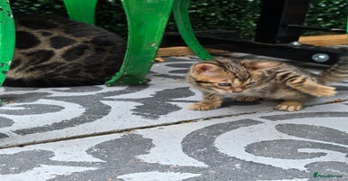 Bengal cats - Advert 4