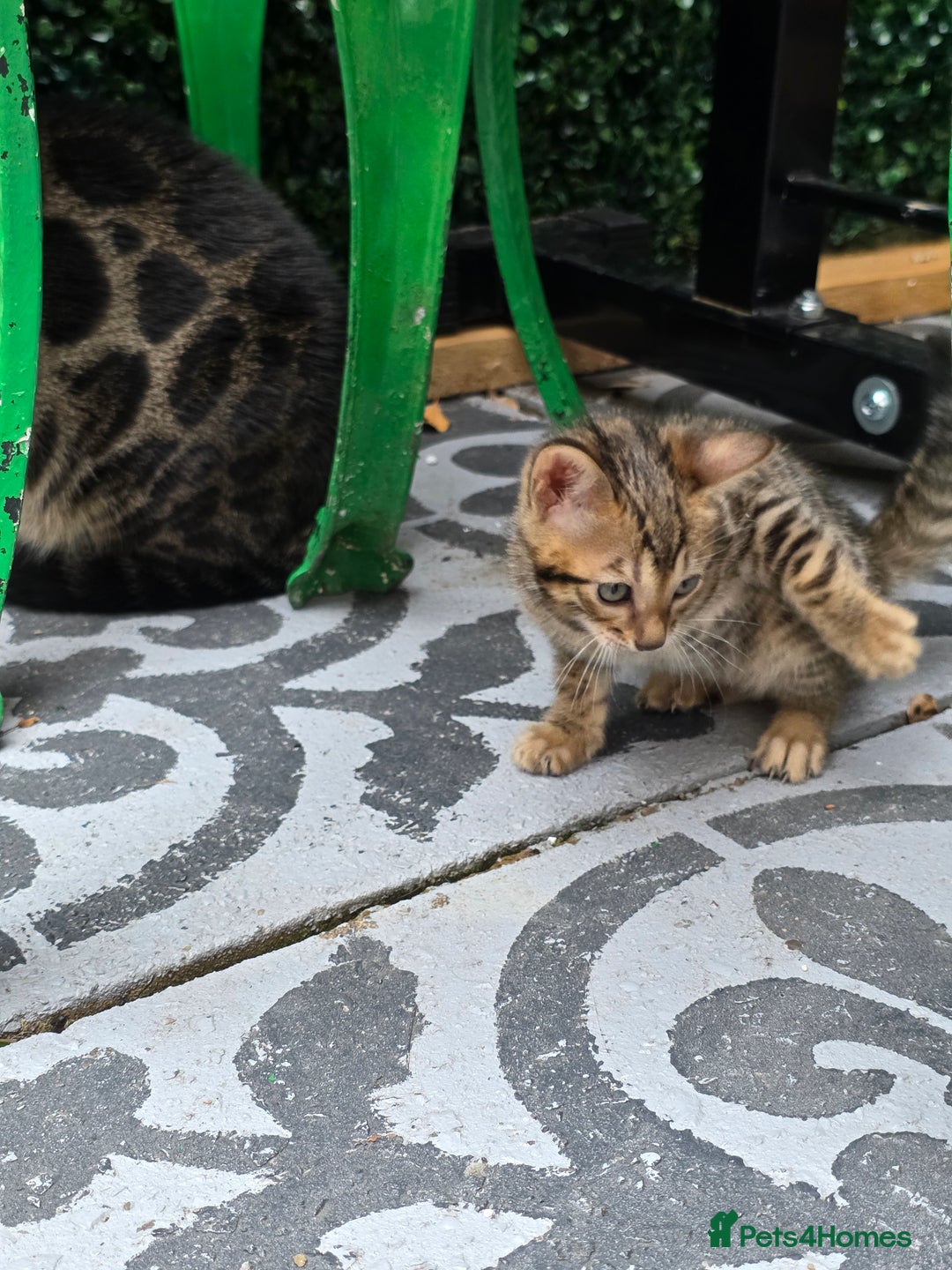 Bengal cats for sale: ✨ Bengal Kittens Looking for Loving Homes ✨ - Image 3