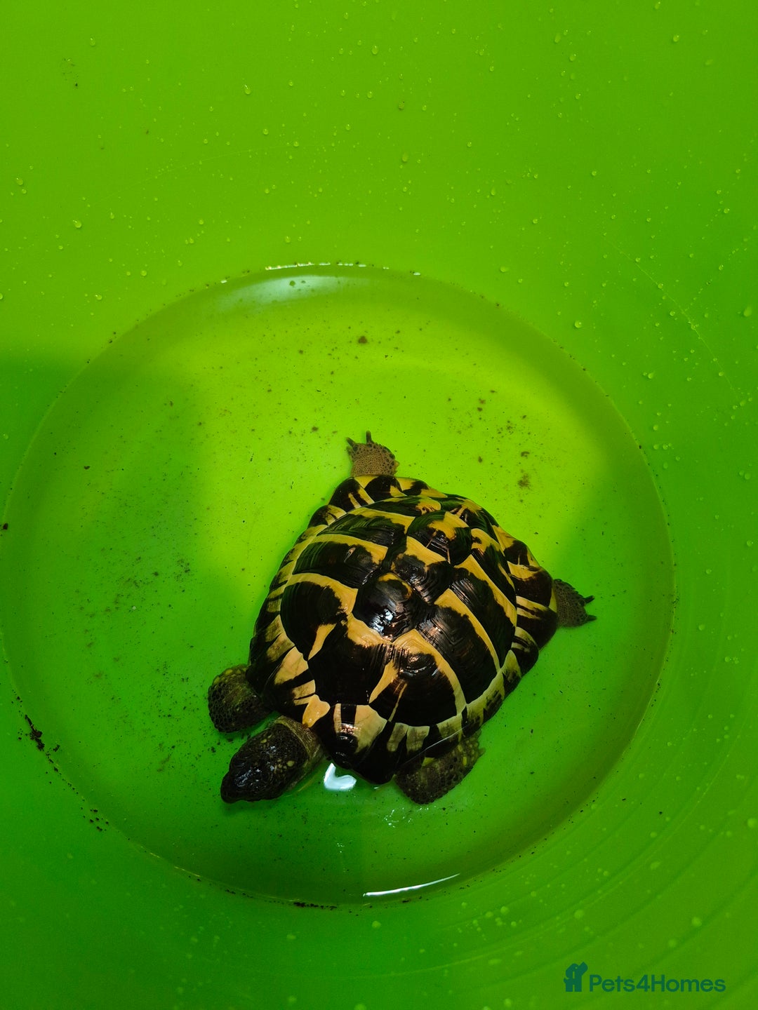 Hermann Tortoise reptiles for sale: beautiful girl  - Advert 8