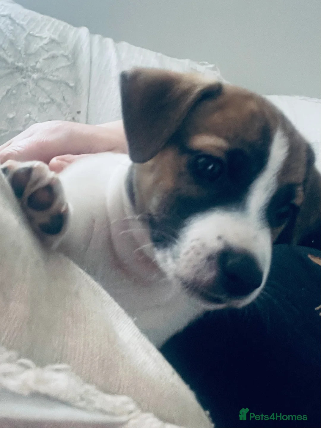 Jack Russell dogs for sale: 3 beautiful Jack Russell Pups  - Advert 2