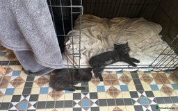Mixed Breed cats for sale: Moggy kittens (half Mainecoon) - Image 2