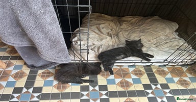 Mixed Breed cats - Advert 12
