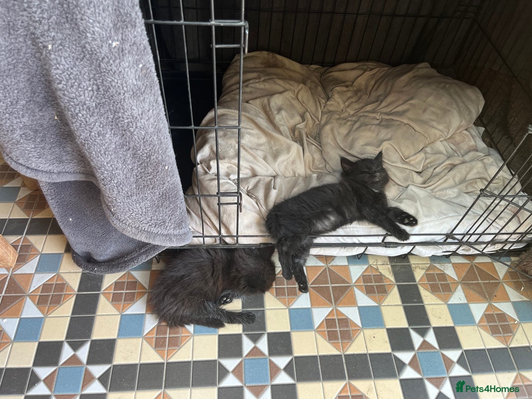 Mixed Breed cats for sale: Moggy kittens (half Mainecoon) - Image 2