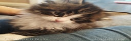 Maine Coon cats for sale: Maine coon kittens for sale - Advert 8