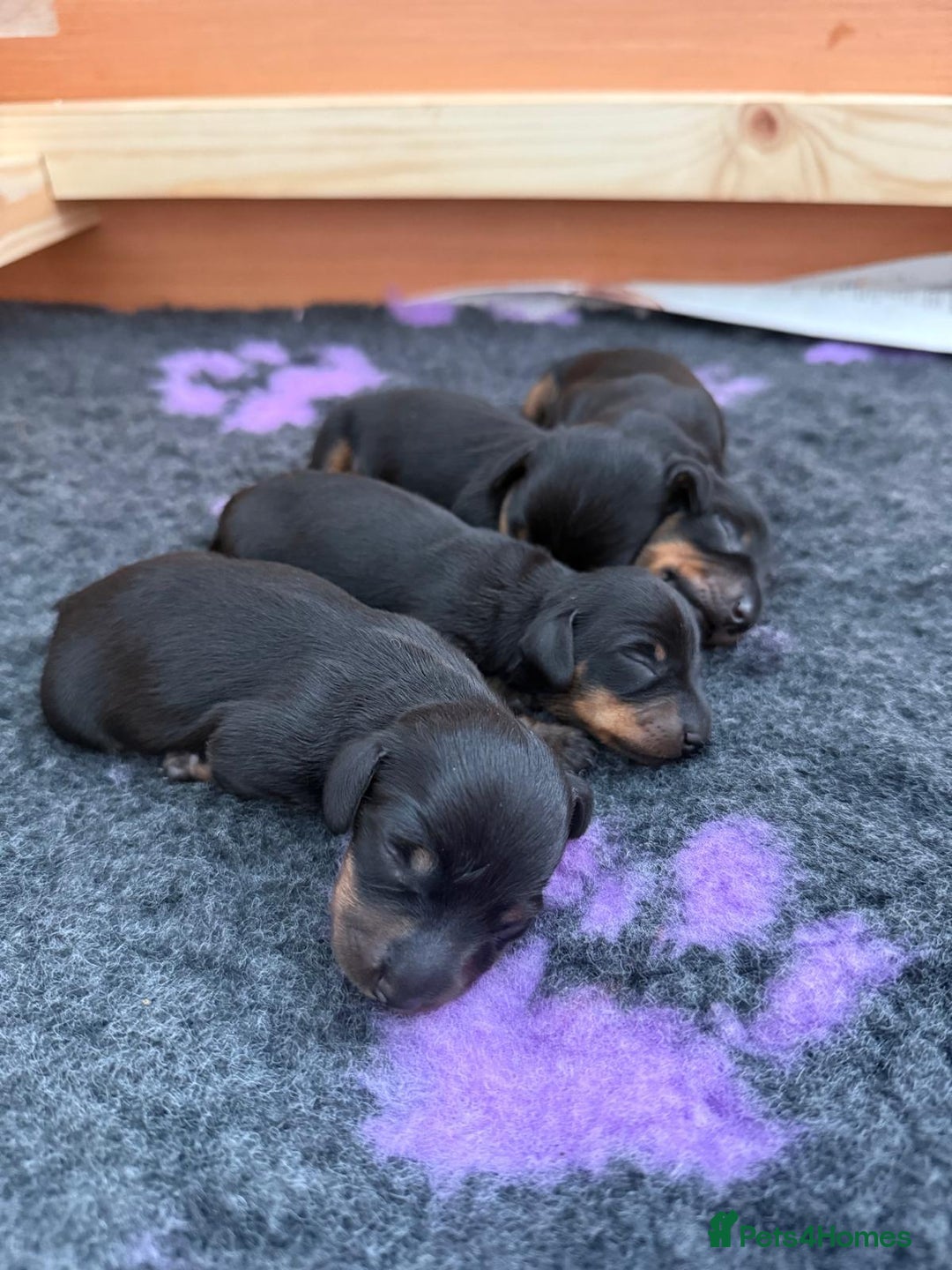 Miniature Dachshund dogs for sale: Beautiful KC Registered Miniature Dachshunds - Image 5
