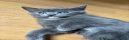 British Shorthair cats for sale: 3 Beautiful British Shorthair Babies 🐱 - Advert 3