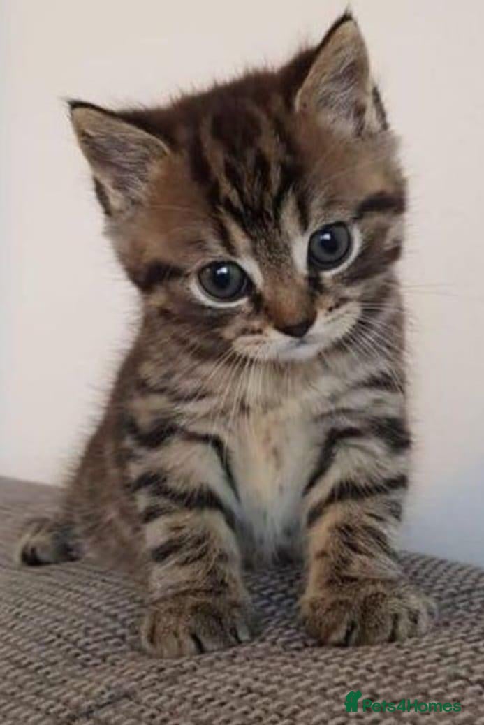 Mixed Breed cats Our Kittens Looking for Their Forever Loving Homes - Advert 2