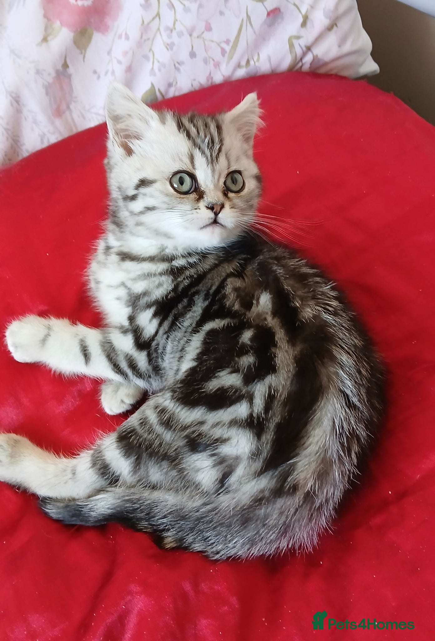 British Shorthair cats Bsh.Silver Classic  Tabby. GCCF. - Advert 5