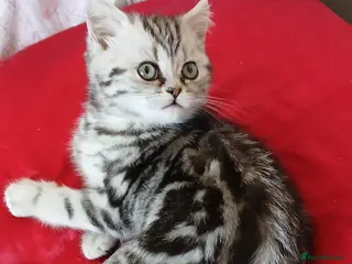 British Shorthair cats Bsh.Silver Classic Tabby. GCCF. - Advert 5