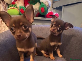 Chihuahua dogs Chihuahua Puppies Ready Now - Advert 1