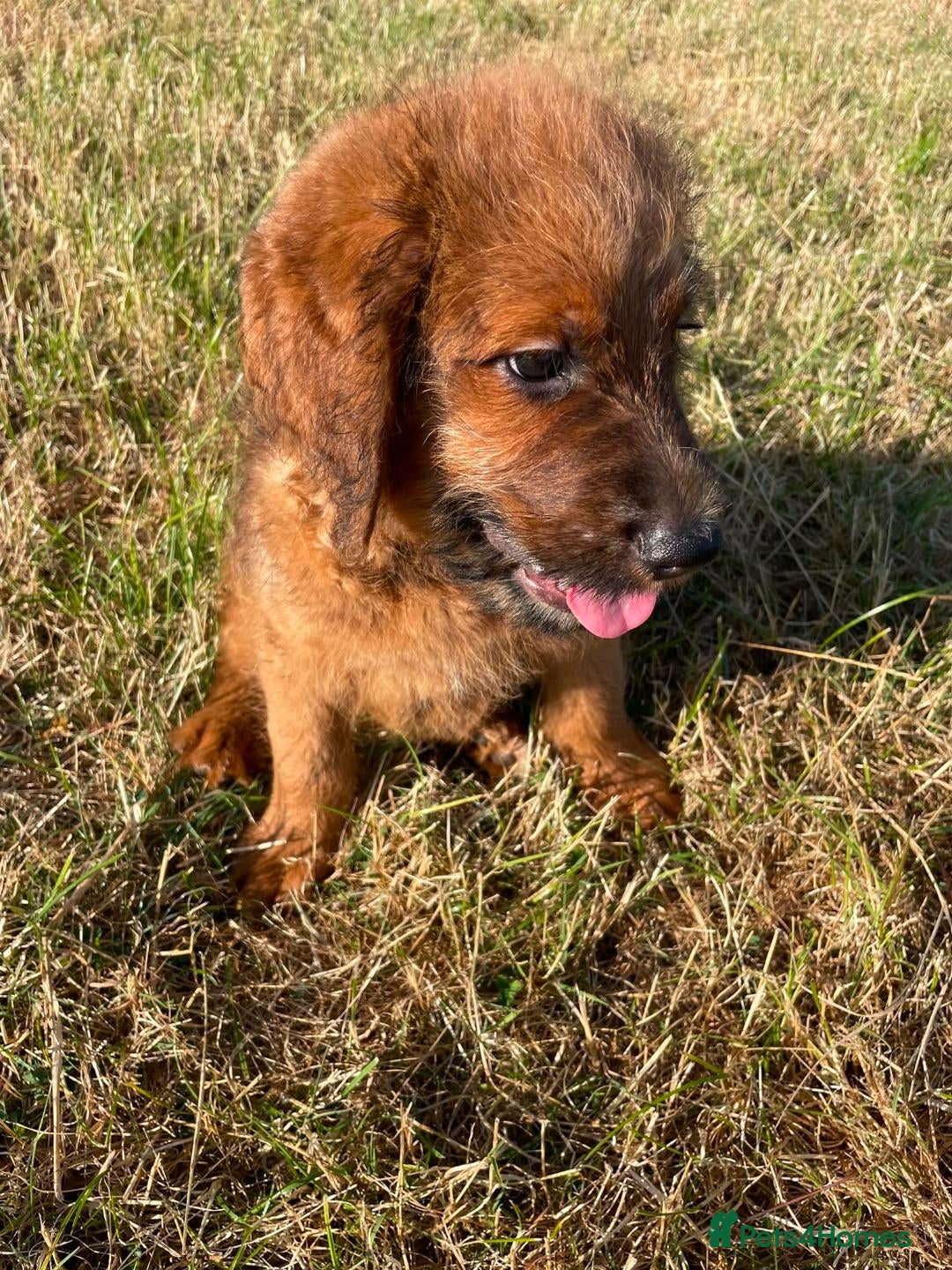 Saint Berdoodle dogs F1B SAINT BERNADOODLE REDUCED 1000 READY TODAY - Advert 2