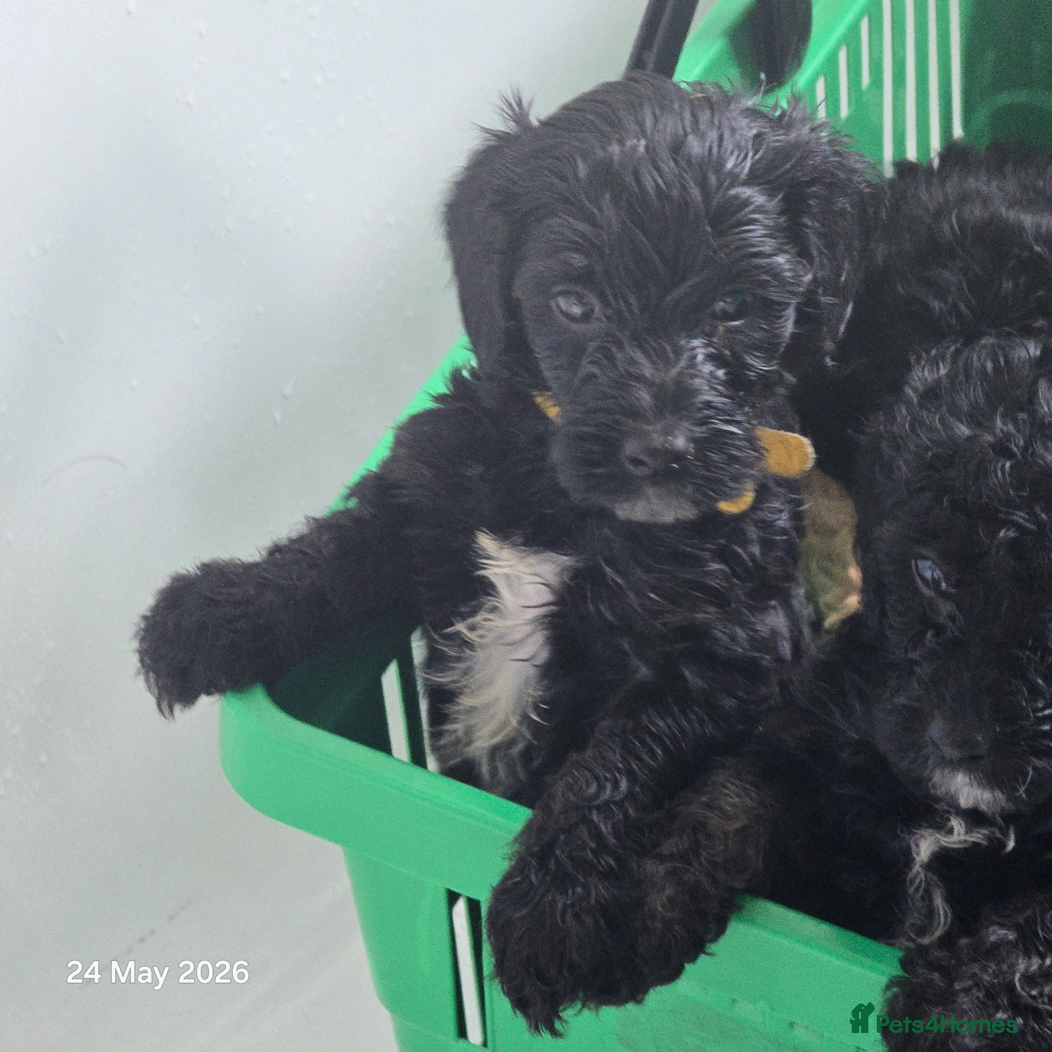 Mixed Breed dogs for sale: Cockapoo/ yorkiepoo mix in Saint Leonards-on-sea - Advert 9