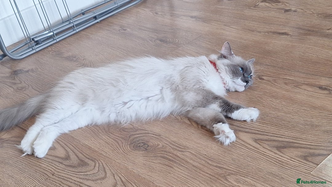 Ragdoll cats for adoption: Polly  - Advert 1