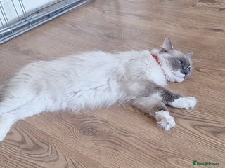 Ragdoll cats Polly - Advert 1