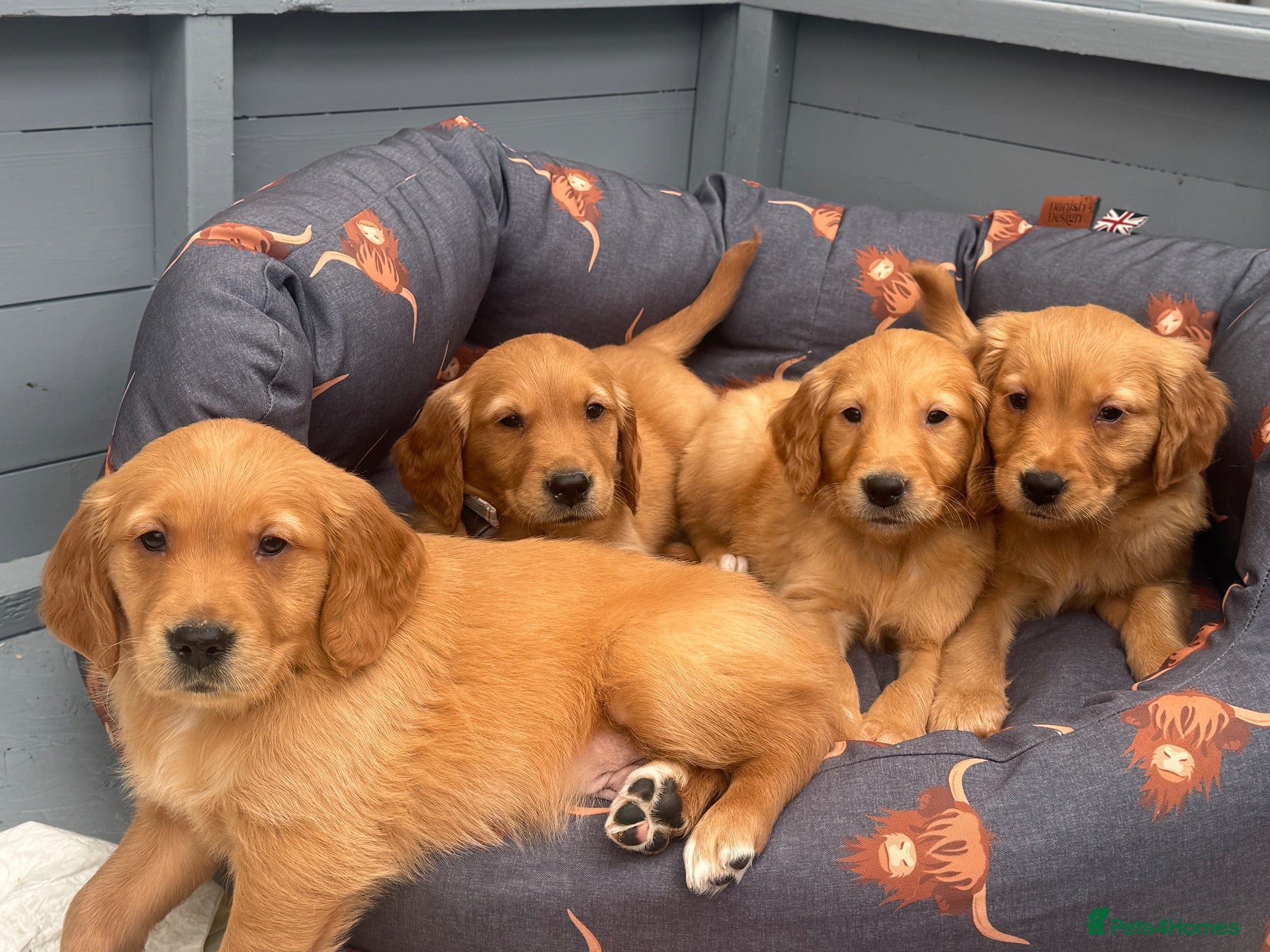 Golden Retriever dogs for sale: DARK RED KC REG GOLDEN PUPPIES HEALTH TESTED CLEAR - Advert 1