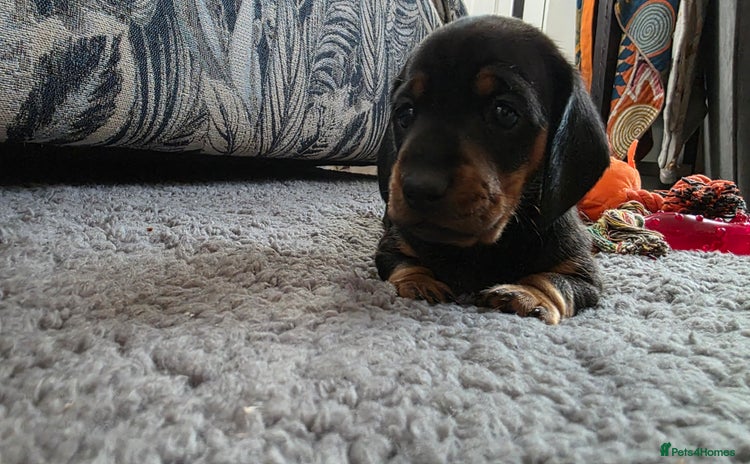 Miniature Dachshund dogs - Advert 13